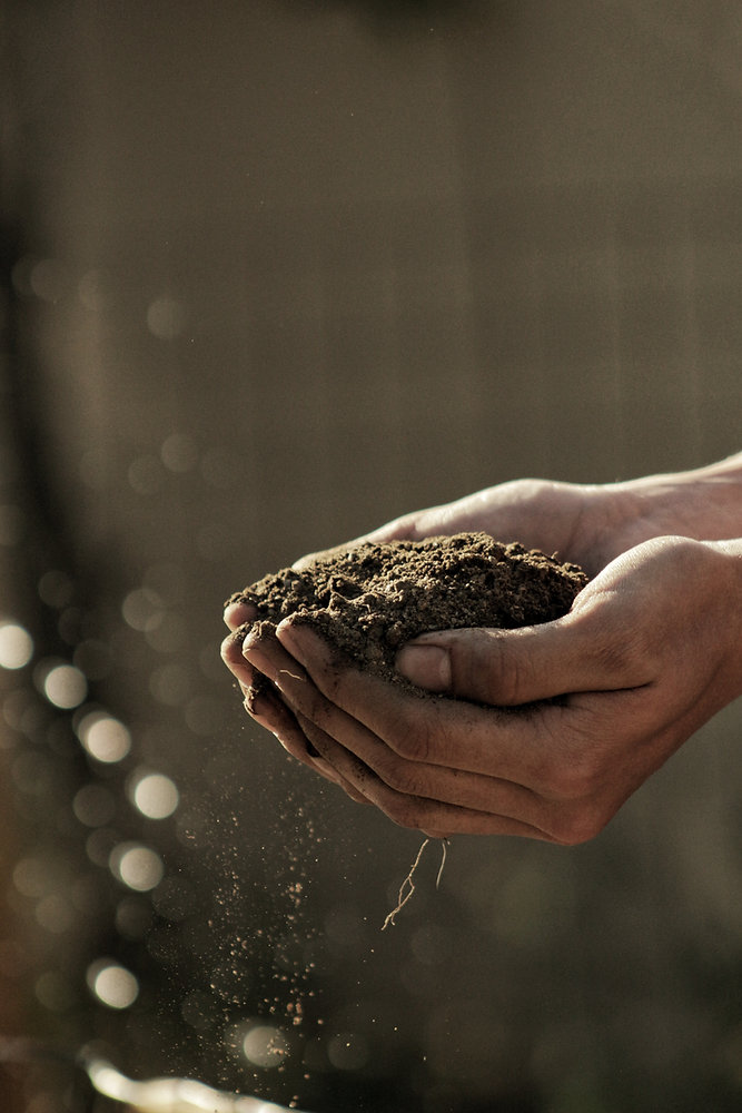 Love is in the ...soil                              Има ли връзка между нашето здраве и земята, от която се храним?